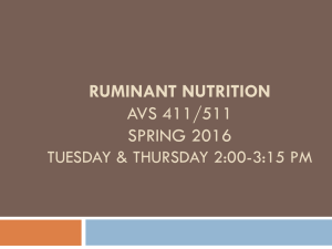 Ruminant nutrition