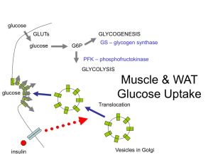 PL05_Glucdisp