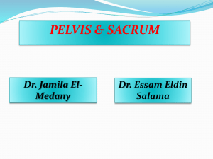 1st pelvis & sacrum