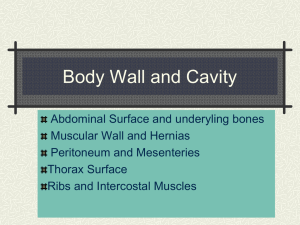Abdominal Wall and Cavity