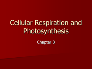 Cellular Respiration and Photosynthesis