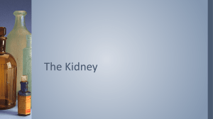 The Kidney - SignatureIBBiology