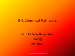 Ch. 9 Cellular Respiration
