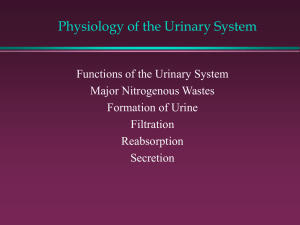 Physiology of the Urinary System - Cal State LA