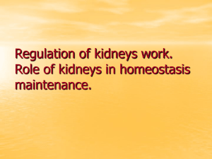 Regulation of kidneys work. Role of kidneys in homeostasis