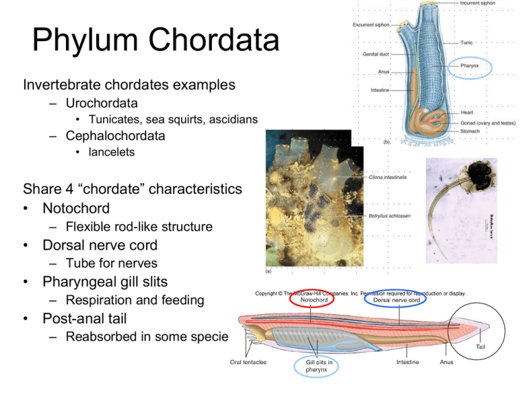Phylum Chordata Examples