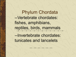 Phylum Chordate