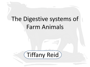 The Digestive systems of Farm Animals - Tiffy-lee
