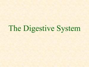 The Digestion System