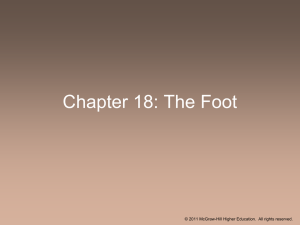 Chapter 18: The Foot