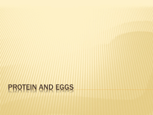 Protein and Eggs