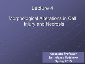 Morphological alterations in Cell Injury and Necrosis