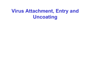 Virus binding and entry
