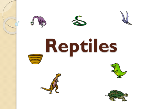 Reptile Notes