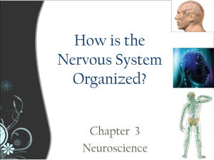 The Organization of the nervous System