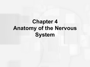 Structure of the Vertebrate Nervous System