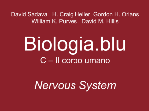 Nervous System - Zanichelli online per la scuola