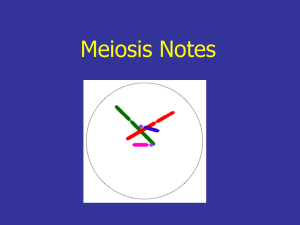 Meiosis