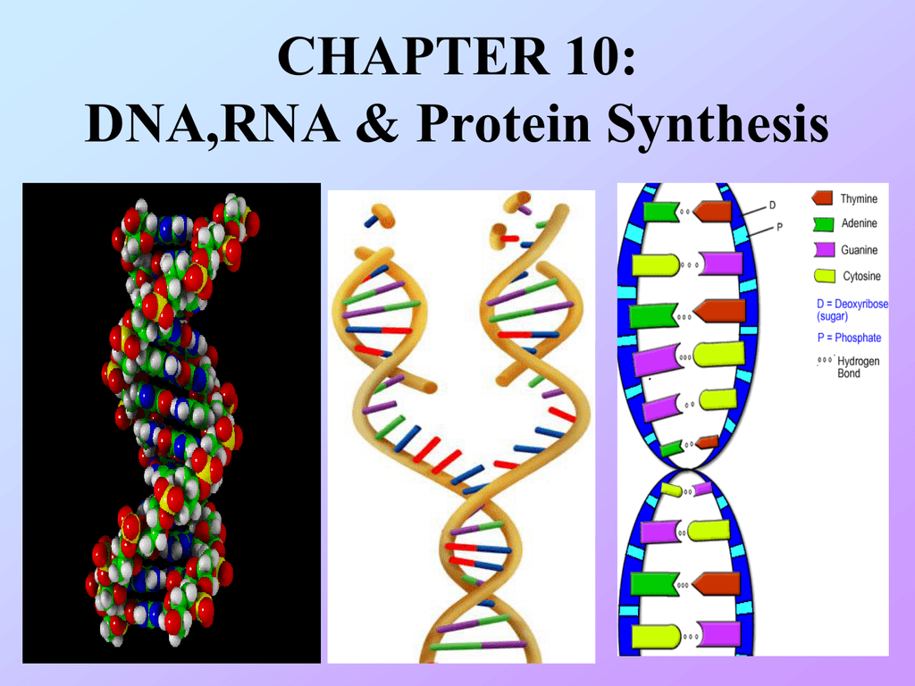 Концы днк и рнк. Цепочка ДНК. DNA RNA Protein. Цепочка ДНК И РНК. Из ДНК В РНК.
