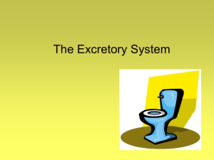 The Excretory System - Brookwood High School