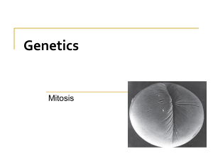 Chapter on Mitosis