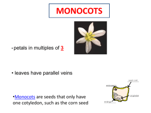 Monocots