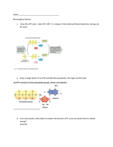 Name Bioenergetics Review Draw the ATP cycle. Label ATP, ADP +