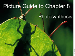 Picture Guide to Chapter 8