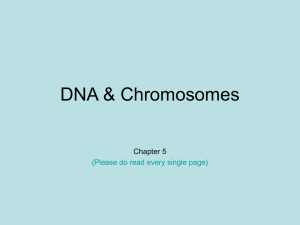 DNA & Chromosomes