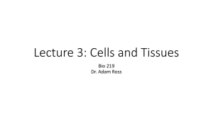 Lecture 3: Cells and Tissues