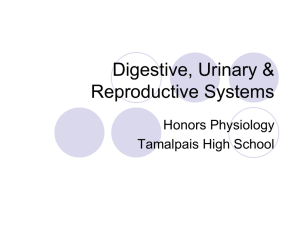 The Digestive System - Tamalpais Union High School District