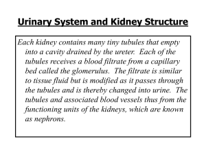 Structures of the Human Urinary System and - mrdyck