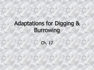 Adaptations for Digging & Burrowing