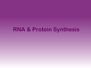 cp protein synthesis & mutations powerpoint 2015