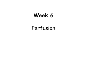 Week 6 Perfusion