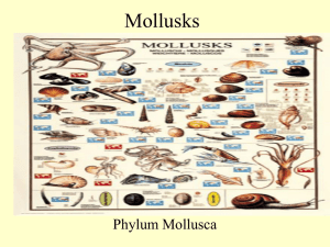 Mollusks - Parma City School District