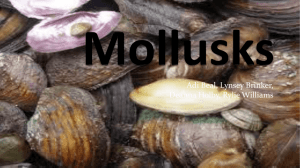 Mollusks