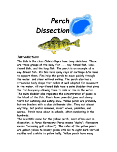 Perch Dissection