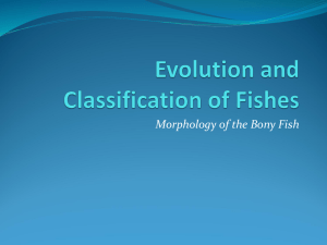 Evolution and Classification of Fishes