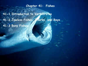 Chapter 41-Fishes