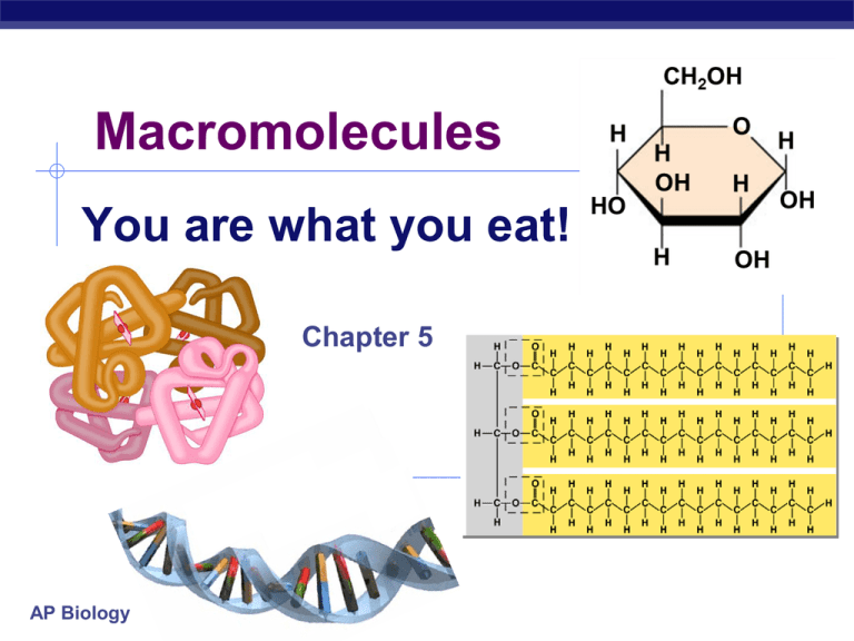 Chapter 5 Notes Macromolecules