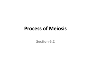 Section 6.2: Process of Meiosis