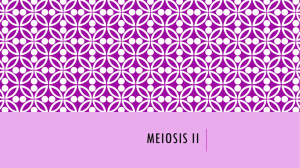 Meiosis II - Cloudfront.net