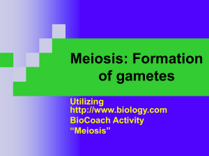 Meiosis (11-4)