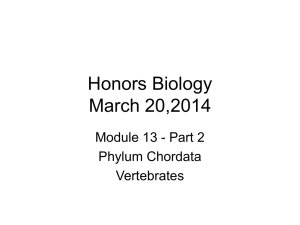 Honors Biology Module 13 part 2 Vertebrates