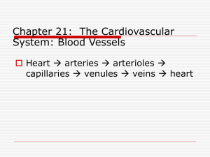Chapter 20: The Cardiovascular System: Blood Vessels