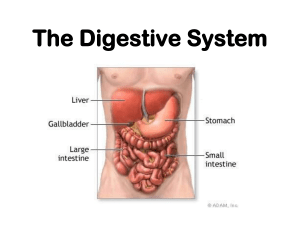 Digestive System ppt