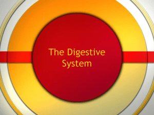 3 ESO Digestive