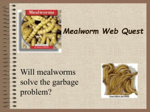 Mealworm Metamorphosis Web Quest