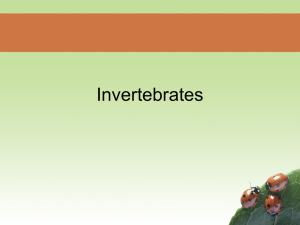 Invertebrates – An Overview